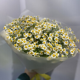 Buket iz romashki Kamilla