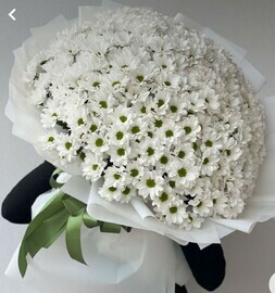 Buket iz romashkovoj hrizantemi