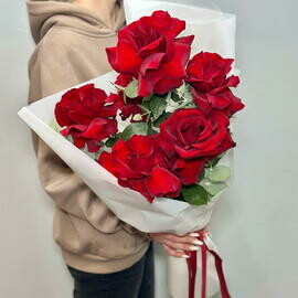 Rozi krasnie ekvador Sofi Loren