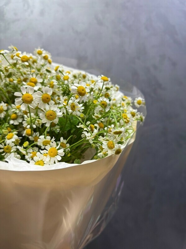 Polevie romashki - 15 vetok, svezhij srez, polevie romashki - 15 vetok, svezhij srez