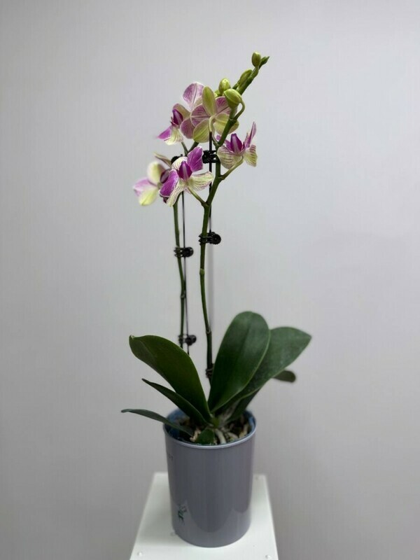 Орхидея "фаленопсис', горшечное растение