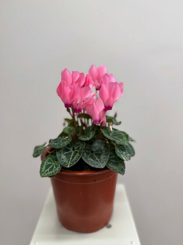 Цикламен, горшечное растение