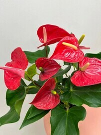 Антуриум в горшке