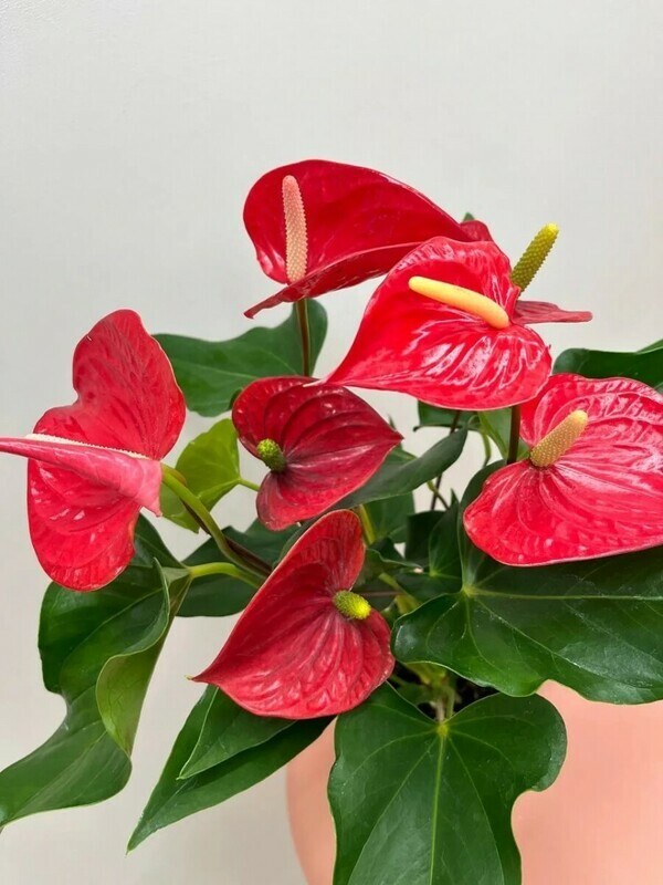 Антуриум в горшке, стандартный