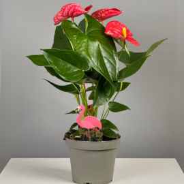 Антуриум 40 см