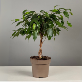Фикус Бенжамина  40см 