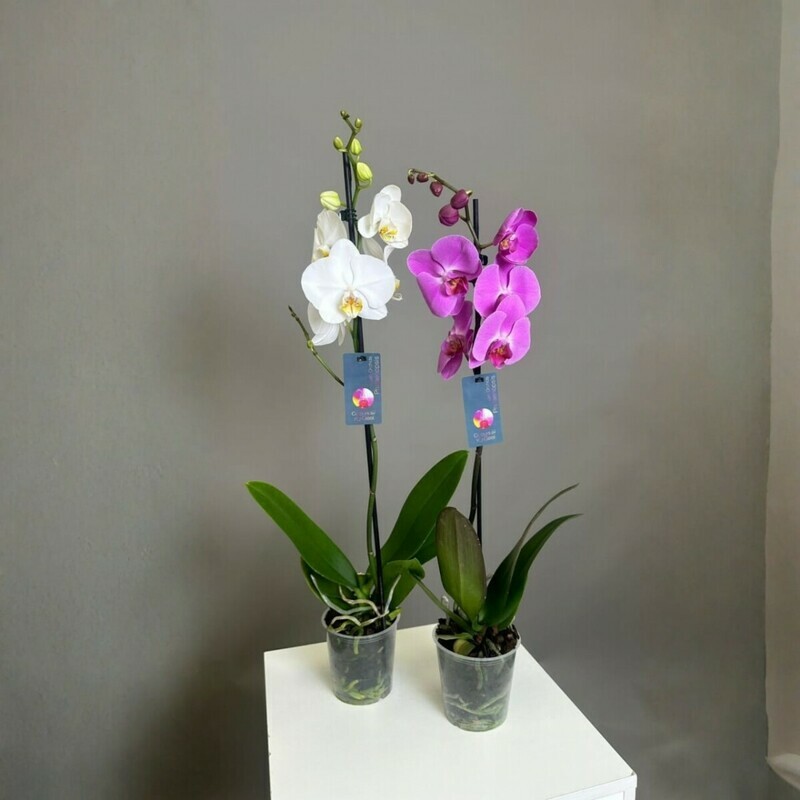 Orhideya 65 sm 1 sht, standart