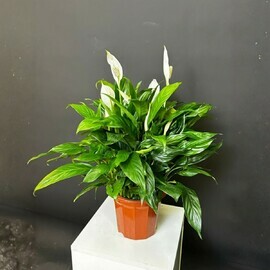 zhenskoe schast_e 25 sm