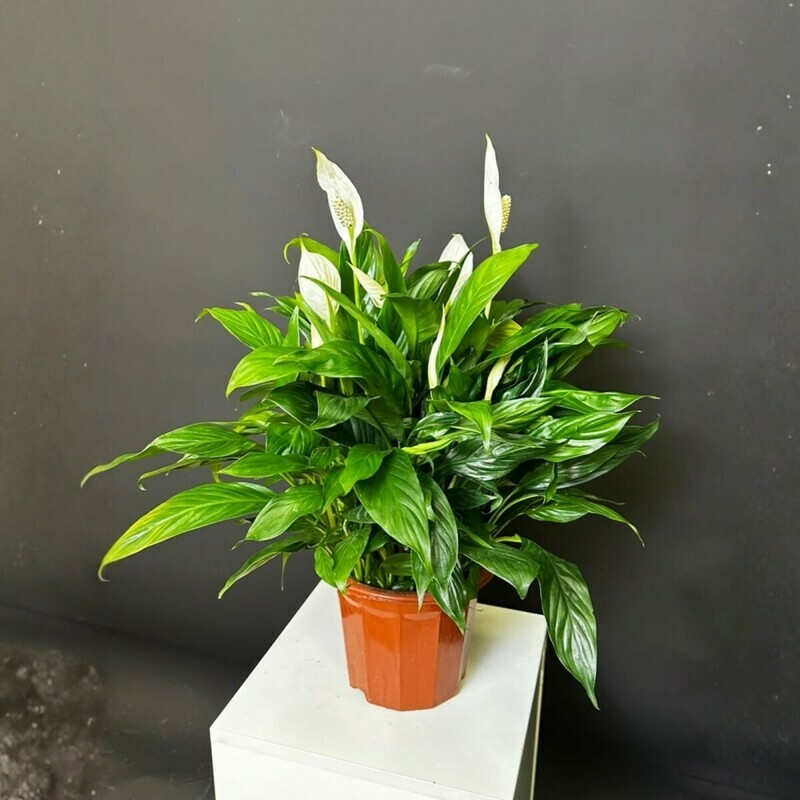 zhenskoe schast_e 25 sm, standart