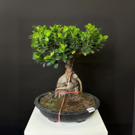 Bonsaj Fikus 30 sm