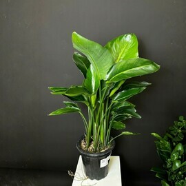 Стрелиция 60 см 