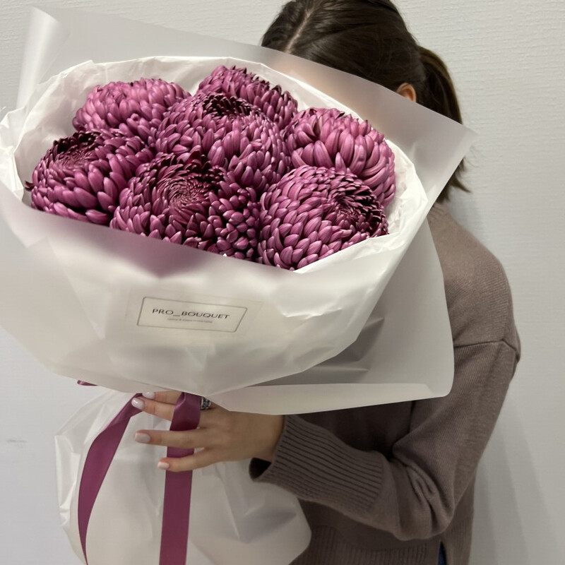 CHernichnie hrizantemi, standart