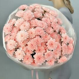 Букет розовых кустовых хризантем сорта Алтай, 15шт. (М004)