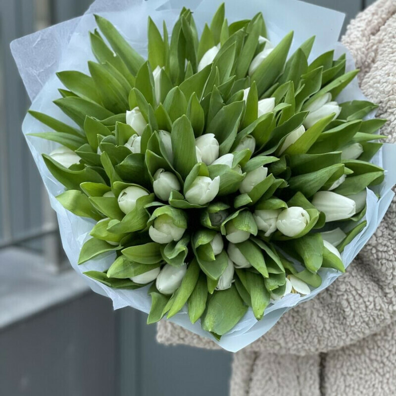 White tulips, standart