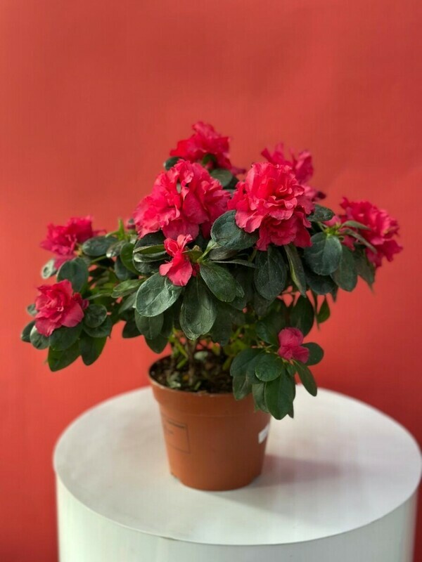 Азалия в горшке, азалия