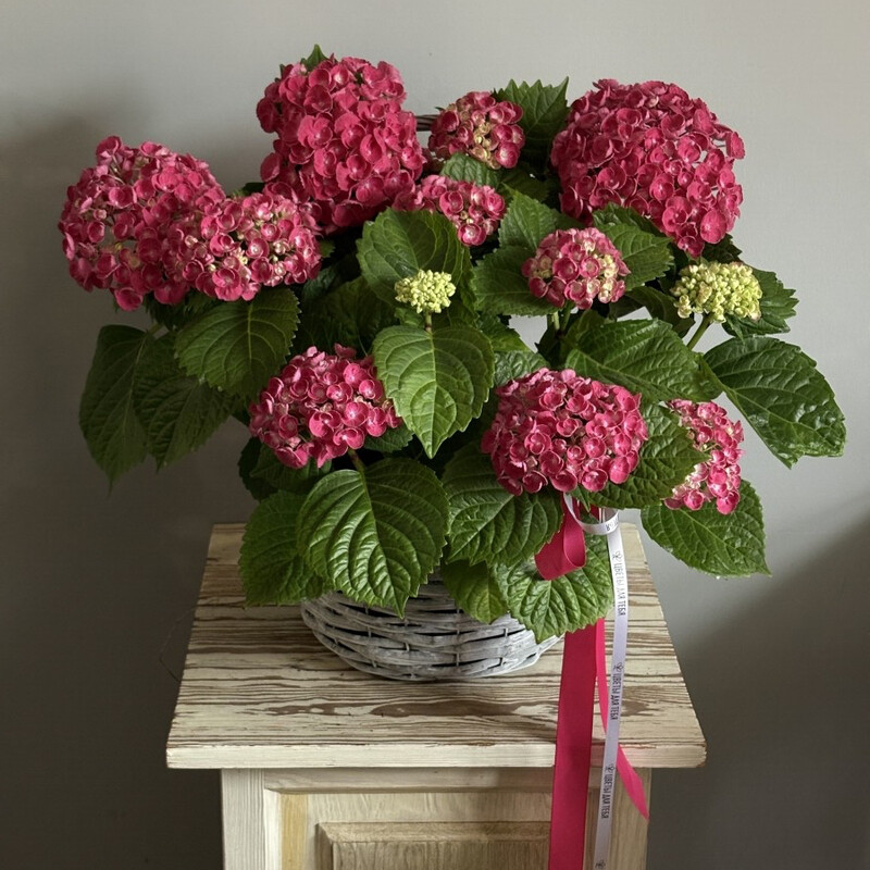 Gortenziya gorshechnaya, v korzine, standart