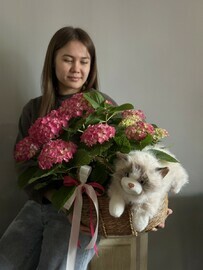 Gortenziya gorshechnaya v inter_ernoj korzine, kombo s plyushevoj koshkoj antistress