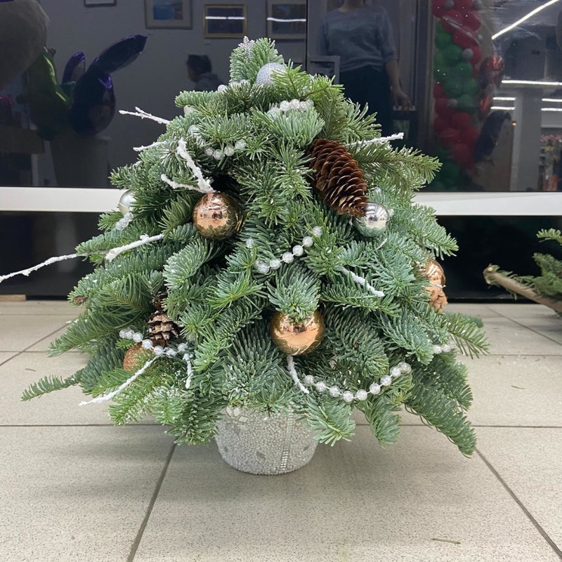 Nobilis Christmas tree, standart