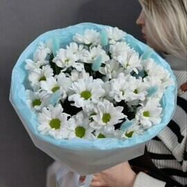 Monobuket iz 5 romashkovih hrizantem s golubim lagurusom