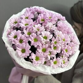 Monobuket iz 7 kustovih hrizantem "Kennedi rozi"