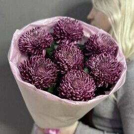 Монобукет из 7 хризантем сорта "Бигуди Перпл"