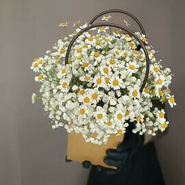 Ромашки и белоснежная гипсофила