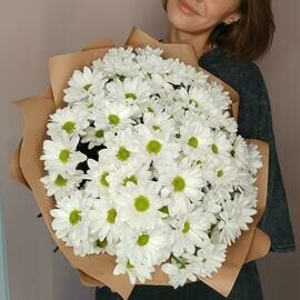 Белые ромашки хризантема кустовая