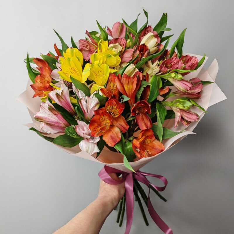 Стойкие альстромерии, стойкие альстромерии