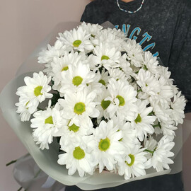 Belie romashki hrizantema kustovaya