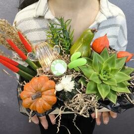 Набор суккулентов в ящике