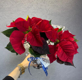 Пуансетия в горшке