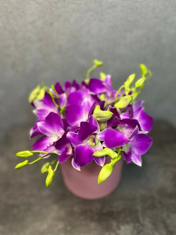 Экзотический бриз, стандартный