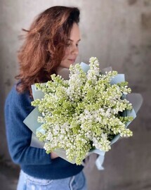 Сирень белая