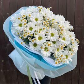 «Ромашковое поле» с кустовой хризантемой ромашкой и матрикарией (м) 