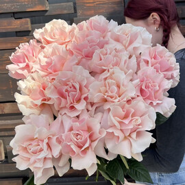 15 французских роз 