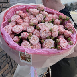 Pionovidnaya kustovaya Roza