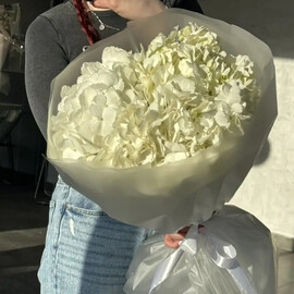 Buket iz 3 belih gortenzij