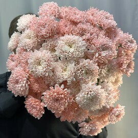 Монобукет персиковых хризантем 