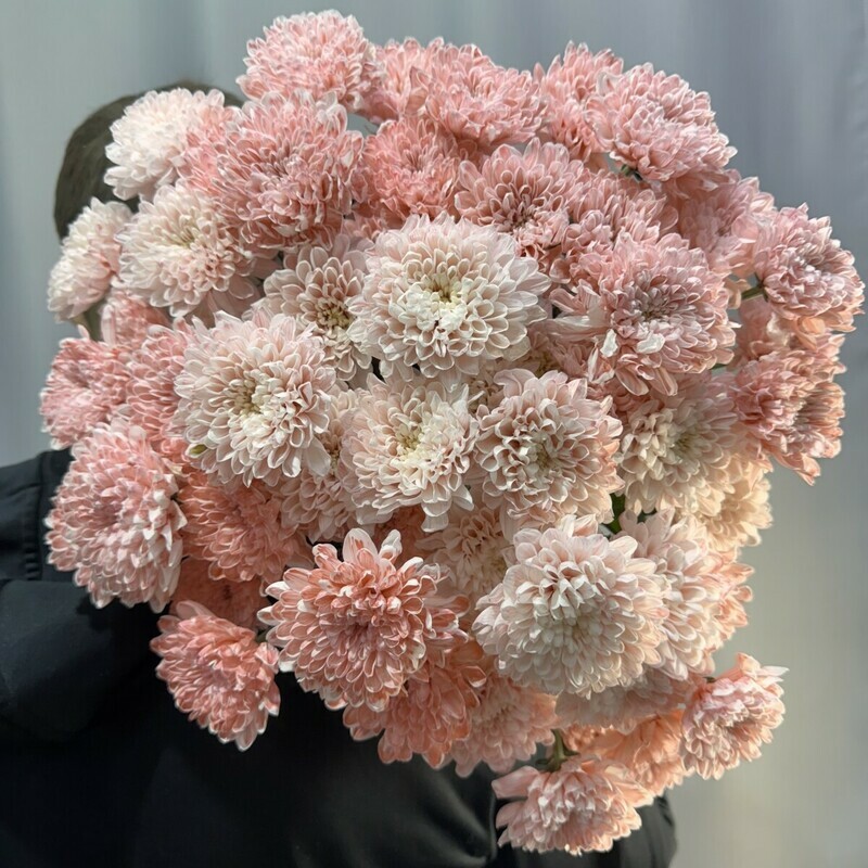 Monobuket persikovih hrizantem, monobuket persikovih hrizantem