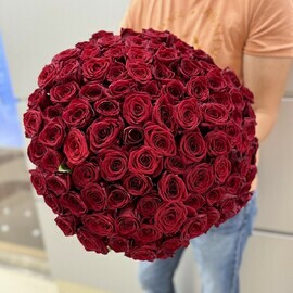 101 barhatnaya krasnaya Roza