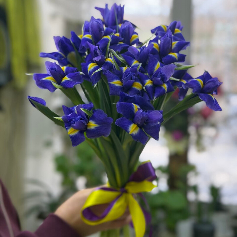 19 синих ирисов, стандартный