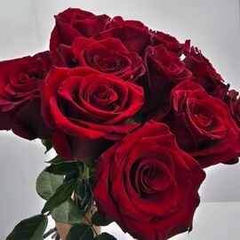 Ohapka 11 krasnih roz pod lentu art. 35006