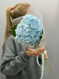 Golubaya gortenziya v upakovke