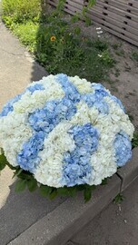 Корзина белая и голубая гортензия 