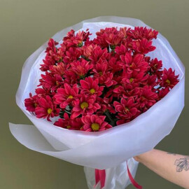 Стойкие хризантемы