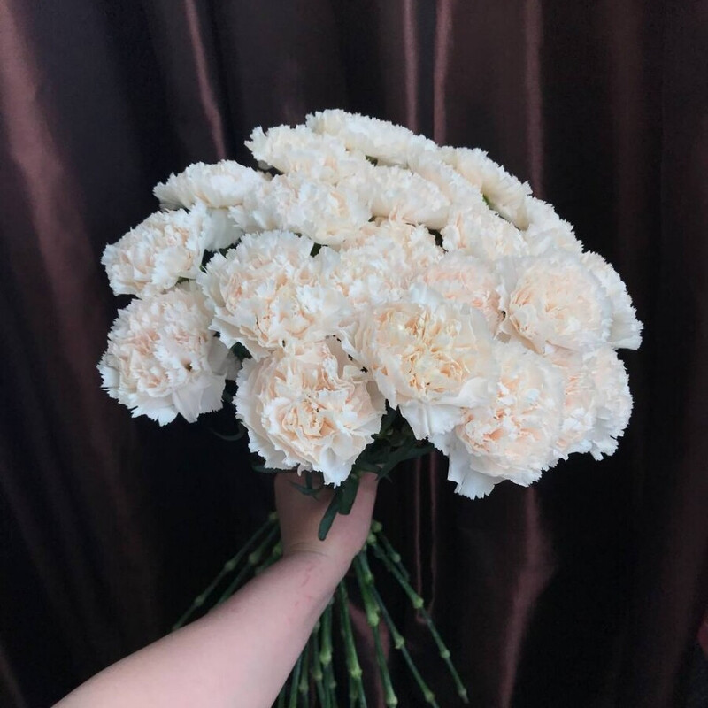 25 нежных кружевных диантусов, стандартный