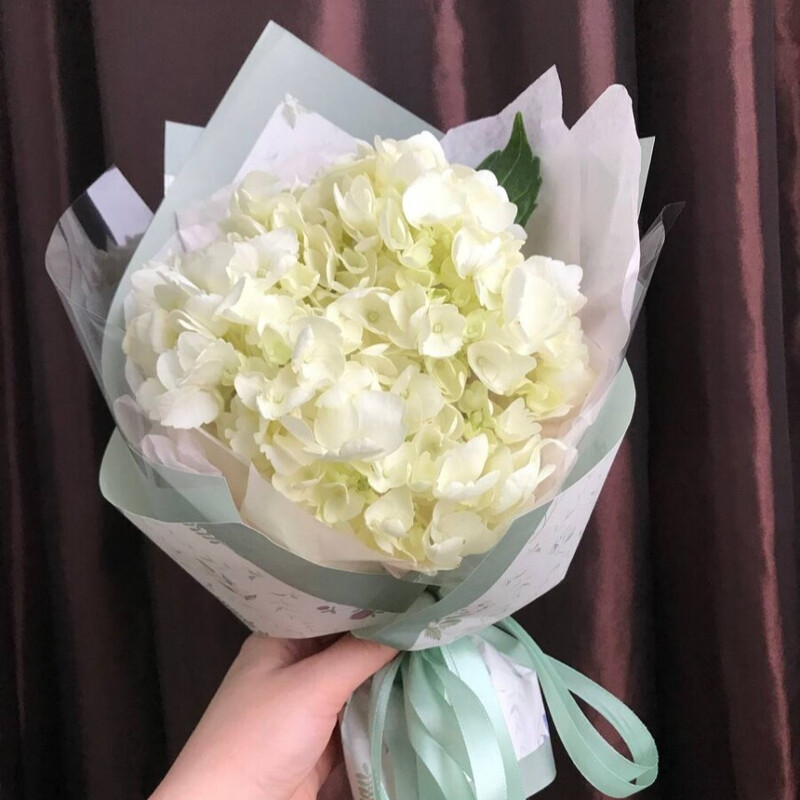 Белая гортензия, стандартный