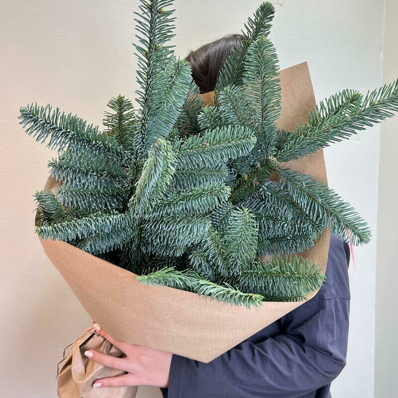 Svezhaya golubaya el_ nobilis, 3 vetki nobilisa