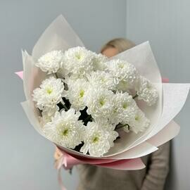 Belie kustovie hrizantemi Altaj v upakovke