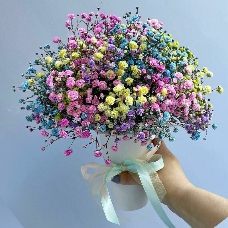 Радужная гипсофила в стаканчике, стандартный